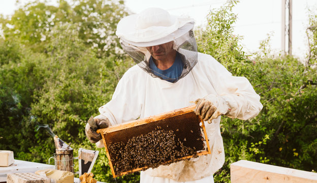 Experienced senior beekeeper working in apiary