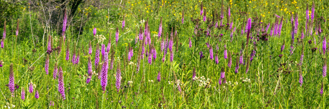 Panorama of a field of Gayfeathers or Blazing Star wildflowers at Moraine Hills State Park in Illinois