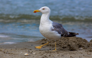 Portrait of a herring seagull walking on the sand on the beach.