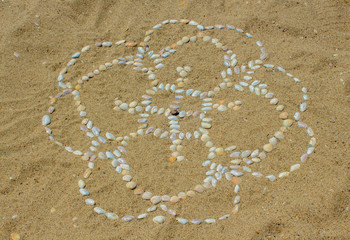 A mandala of mussel shells on the sand.