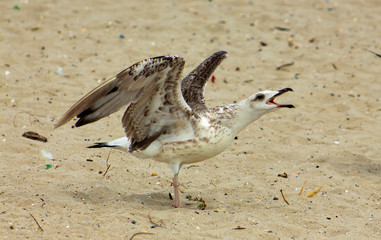 Screaming herring on the sand. Closeup.