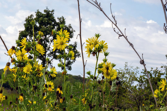 Tall Compass Plants on the prairie at Moraine Hills State Park in Illinois
