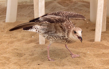 An interesting pose of the Herring Seagull on the sand.