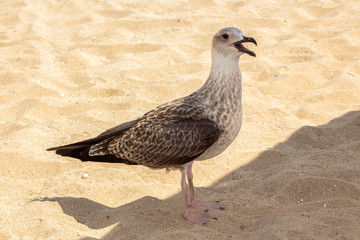 Herring gull on the sand between sunlight and shade. The central beach of Varna, Bulgaria.