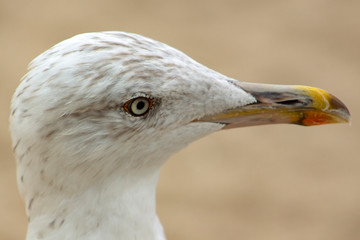 Close portrait of а Herring Seagull - white, with green eyes.