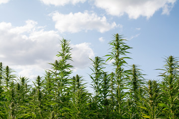 canabis on marijuana field ganja farm sativa leaf weed medical hemp hash plantation cannabis legal or illegal drug - obrazy, fototapety, plakaty