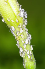 진딧물. 해충. 농약.정원. 원예. 