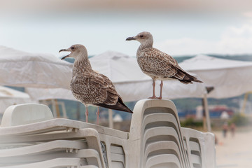 Portrait of two seagulls herring on the sand.