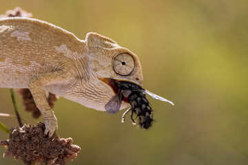 hunter chameleon