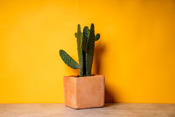 Cactus plant in a clay pot isolated, Yellow background. Succulents or cactus plant. - obrazy, fototapety, plakaty