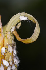 진딧물. 해충. 농약.정원. 원예. 