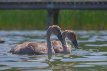 Młode łabędzie © Krzysztof