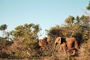 Fototapeta na wymiar Wild elephants in a South African nature reserve