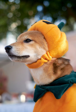 Cute puppy wearing a pumpkin costume, on Halloween