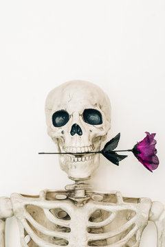 Artificial human skeleton holding a rose between its teeth.