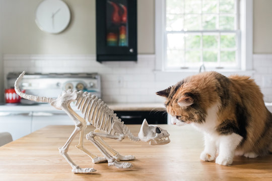 Curious cat looking at a cat skeleton.