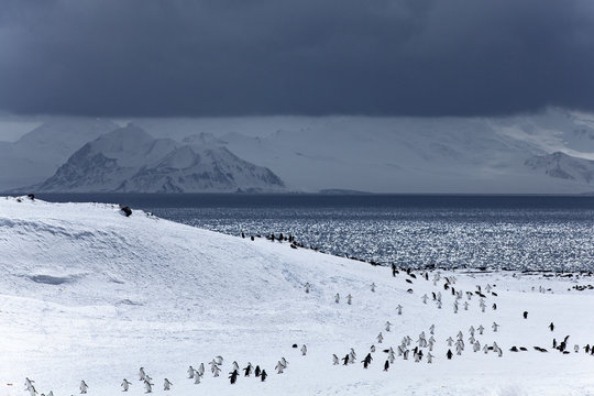 Penguin Path to the Sea