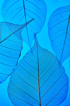 Delicate clear leaves with a natural pattern of veins on a blue background. Close-up view.
