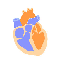 Illustration of heart cross section expressed in two colors