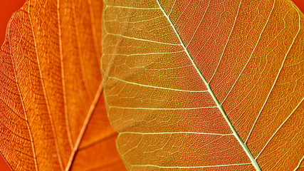 Macro photo of orange leaves with veined pattern. Natural background for layout. Top view