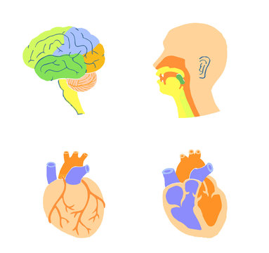 Simple illustration of brain, heart and oral cavity