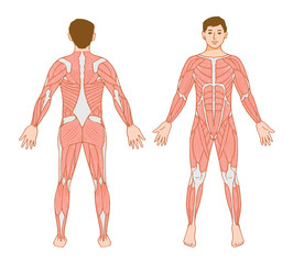 Male full body muscle diagram