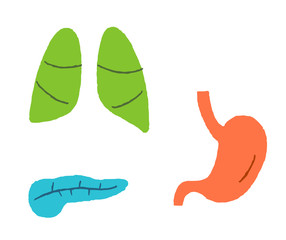 Human internal organs (pancreas, lungs and stomach)
