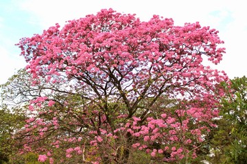 Obraz premium Flowering tree. Green leaves and branches with pink flowers. Spring season 