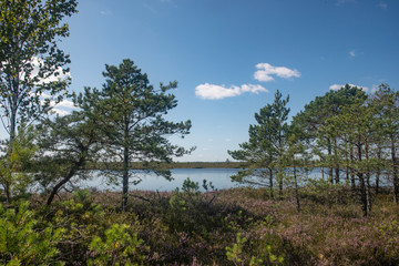Fototapeta na wymiar Lakes of Yelnya swamp - National Landscape Reserve, Belarus