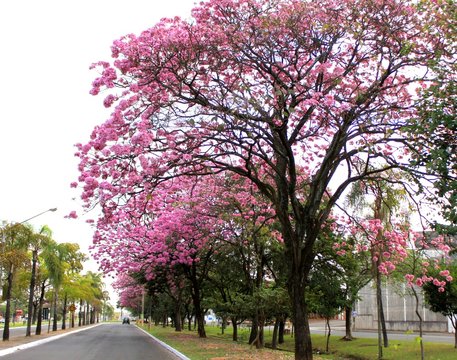  Flowering tree. Green leaves and branches with pink flowers. Spring seasonbrir no Google Tradutor	 Feedback Resultados da Web Google Tradutor  https://translate.google.com.br/?hl=pt-BR O s