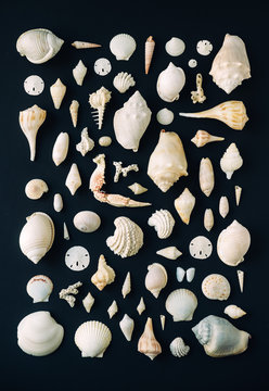 Seashells