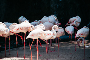 group of pink flamingos in the wild