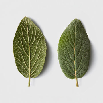 Two fresh mint leaves on a gray background with copy space. Flat
