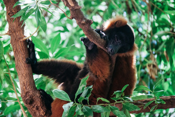 red lemur sleeps on a branch in the wild