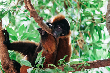 red lemur sleeps on a branch in the wild