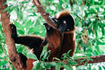 red lemur on a branch in the wild