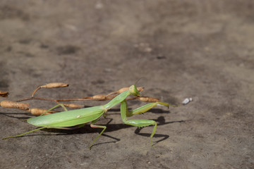 The female mantis religios. Predatory insects mantis