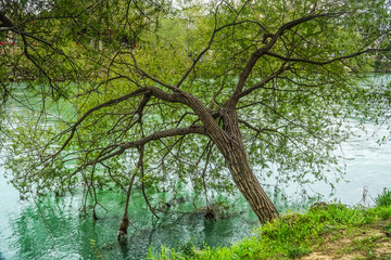 tree in the water - manavgat river