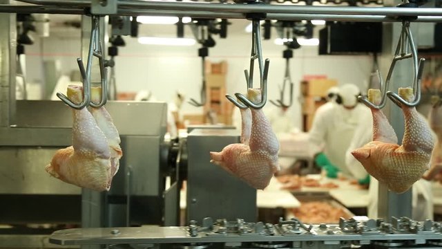 Linea de producci&oacute;n de pollos