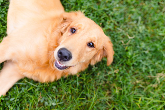 Golden retriever portrait