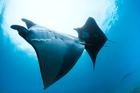 Multiple Reef Mantas Swimming in Various Formations