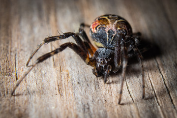 Orb Weaver