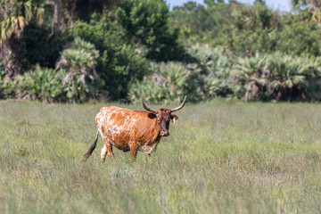 Cracker Cow in Indian River County, FLorida