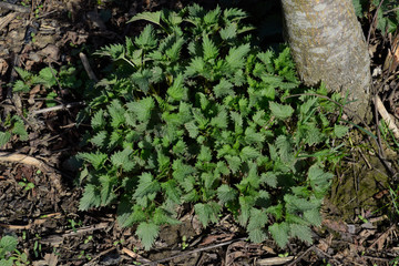 Young nettle in a garden