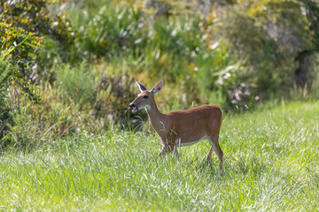 White Tail Deer