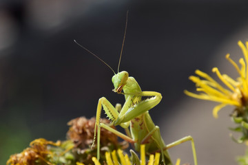 The female mantis religios. Predatory insects mantis