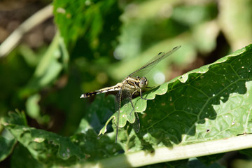 Dragonfly on a leaf of horseradish