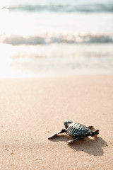 Babyschildkröte am Sandstrand, der in den Wasserozean geht