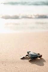 Vlies Fototapete Weiß Babyschildkröte am Sandstrand, der in den Wasserozean geht