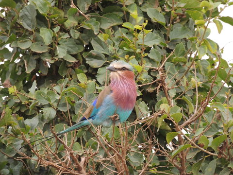 Der Paradisvogel